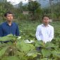 UBND huyện tổ chức Hội nghị đánh giá kết quả thực hiện phát triển cây gai xanh nguyên liệu trên địa bàn huyện Quan Sơn