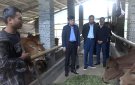 Quan Sơn phát triển kinh tế từ mô hình chăn nuôi bò sinh sản