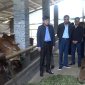 Quan Sơn phát triển kinh tế từ mô hình chăn nuôi bò sinh sản