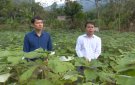 UBND huyện tổ chức Hội nghị đánh giá kết quả thực hiện phát triển cây gai xanh nguyên liệu trên địa bàn huyện Quan Sơn