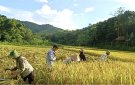Bà con nông dân huyện Quan Sơn khẩn trương thu hoạch lúa vụ mùa